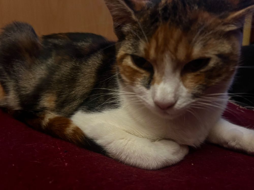 Безплатни котенца