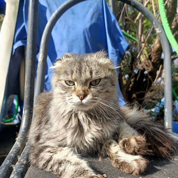 Отдам кота в хорошие руки