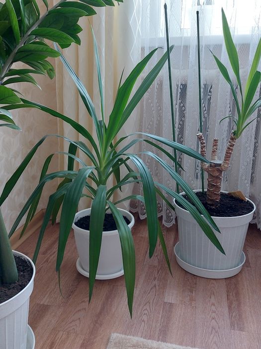 Продам комнатные цветы Юкка, Замиокулькас