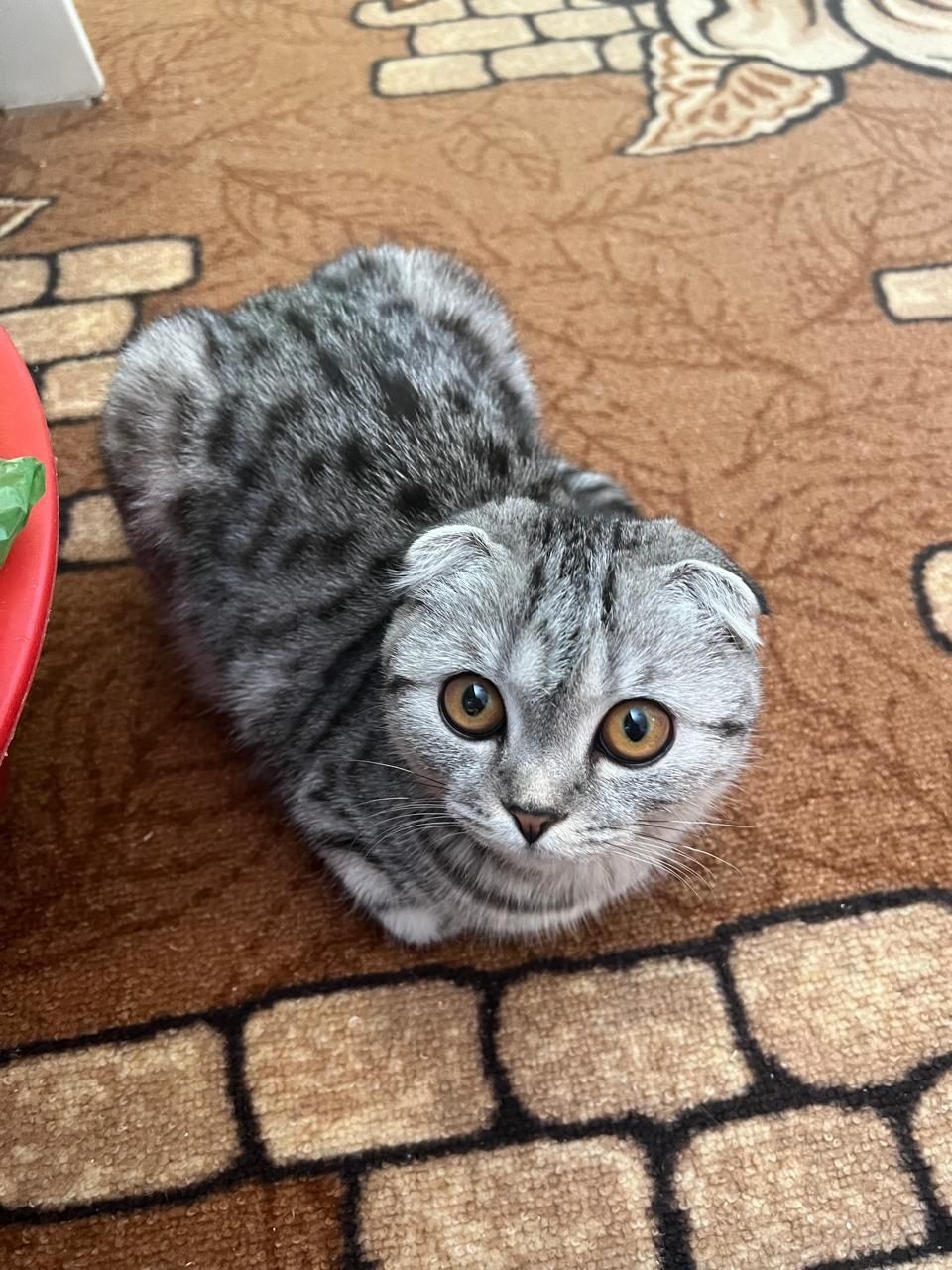 Отдадим кошечку в хорошую,любящую животных семью.