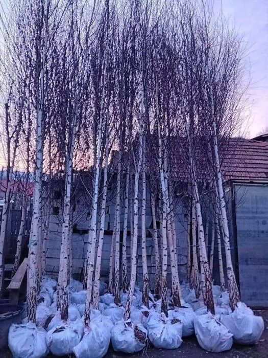 Vând mesteacăn alb ornamental