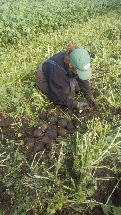 Ridichi negre calitate extra