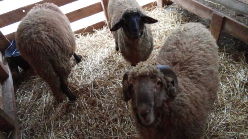 Vand 3 berbeci  Borduselu