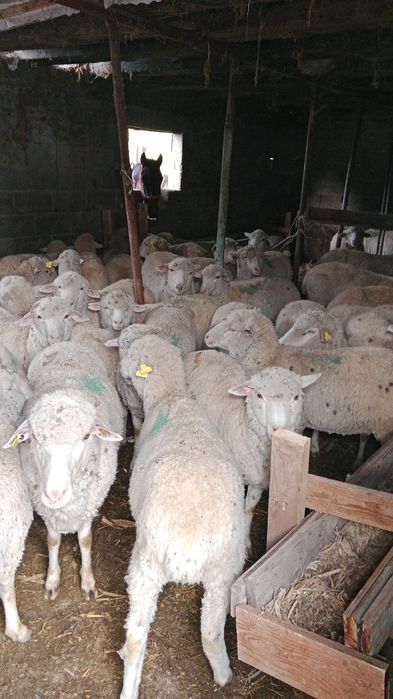 Продам баранов 65000тг