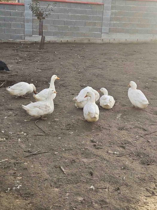 Продавам гъски  и патки