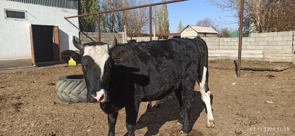 Продаются коровы