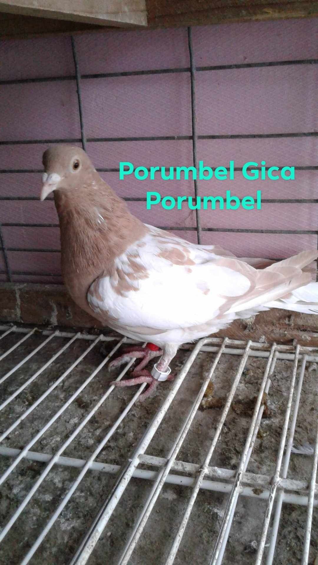 Vând porumbei meulemans pe roșu și pe galben.