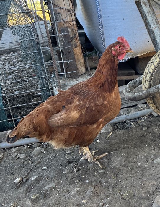 Vând Găini de Țară