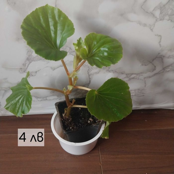 Бегонии в продажба