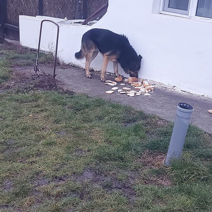Donez metis ciobănesc german