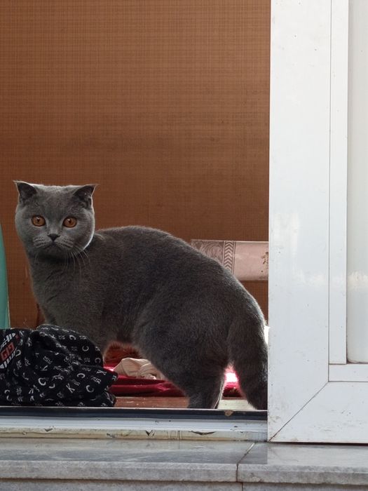 Scottish fold mushuk sotiladi srochnaaa!