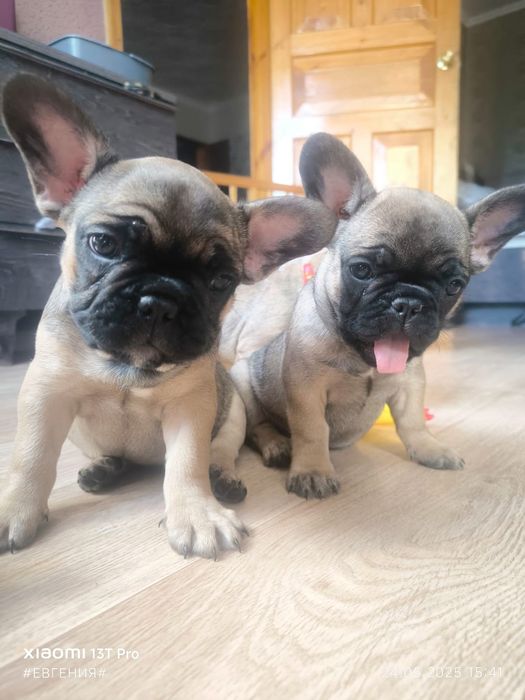 Французский бульдог