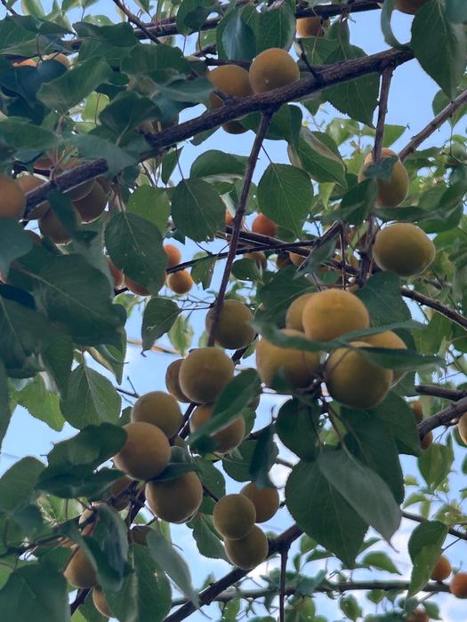 Срочно продам  дом