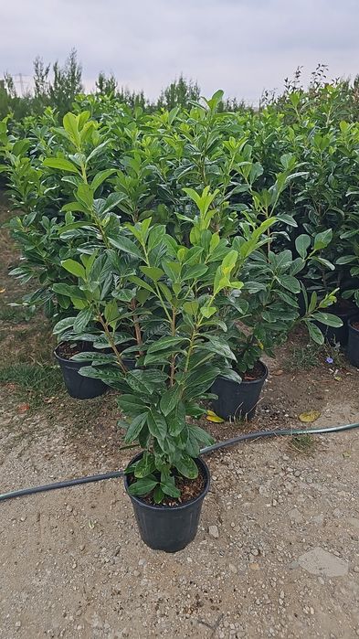 Prunus laucerasus- Photinia red- Leylandi- Euonymus