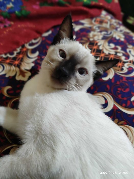 Сиамский котенок, кошечка