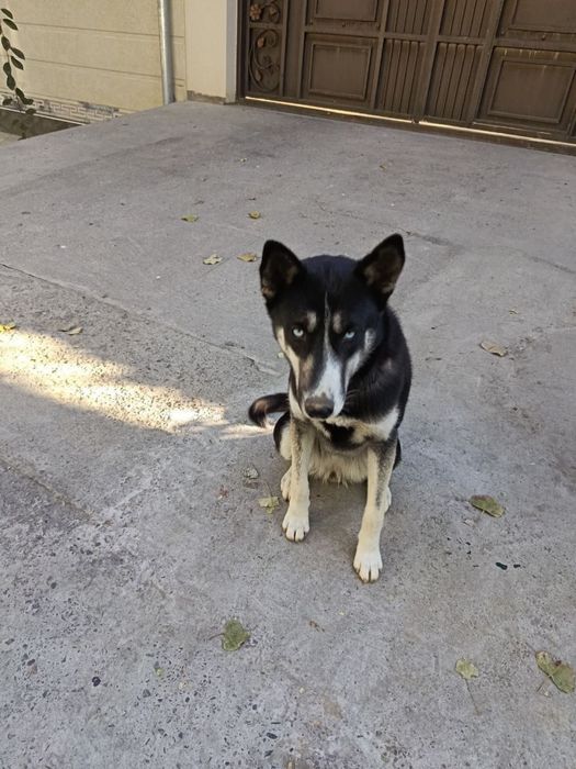 Продается Хаски