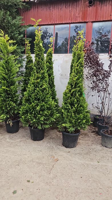 Laur englezesc pon pon spirale magnolia danic pini cedrus