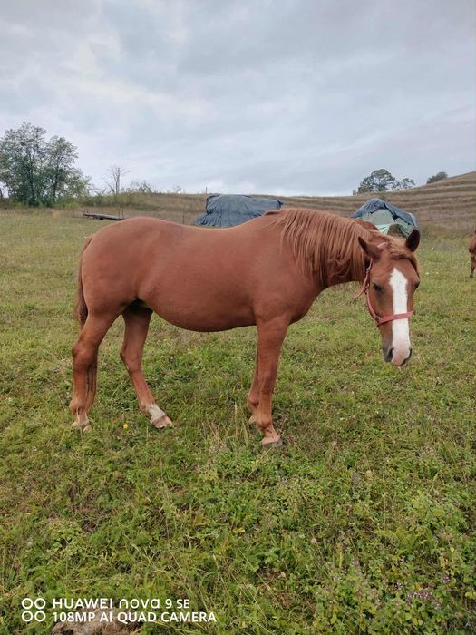 De vânzare sau schimb cu oi