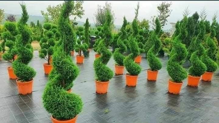 Vând tuia leylandii,gazon
