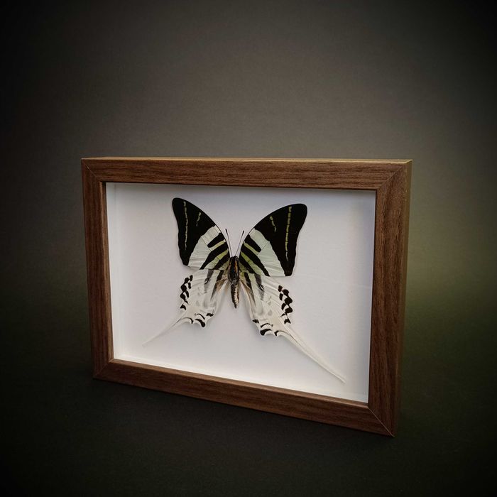 Истинска пеперуда в рамка , Уникален подарък , Препарирани пеперуди