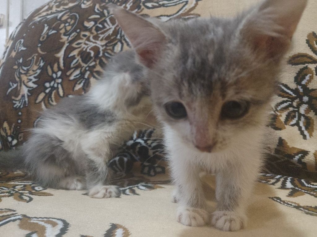 Котята ищут будущих хозяев 1девочка 1 мальчик , мама мышиловка