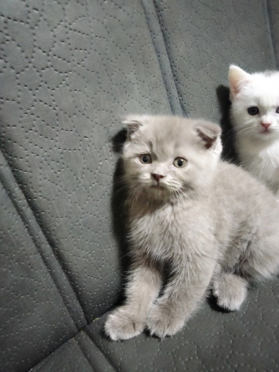 Продаются породистые котята 3 штуки