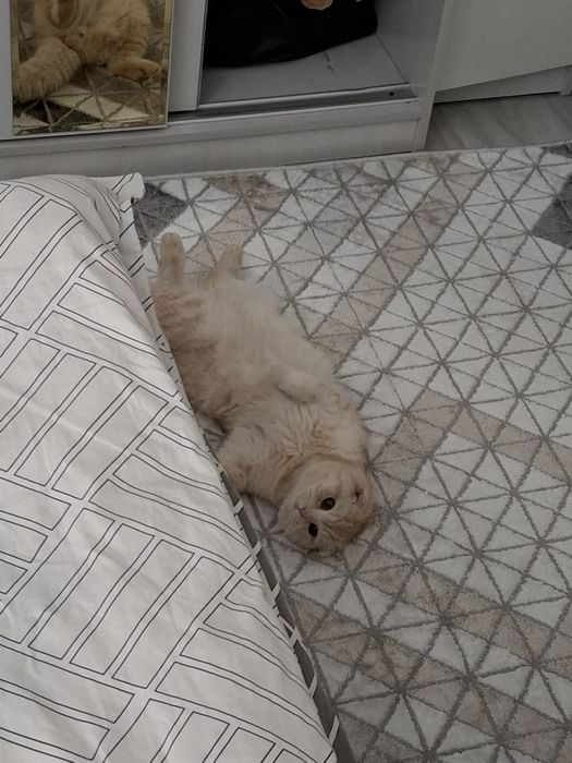 Вязка котов бесплатно