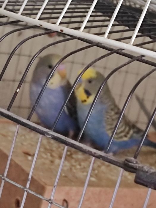 Папугайлар ва канарейкалар жуфтлари Билан скидкада