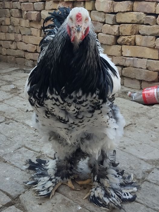 Тёмни пух хурозла сотилади.