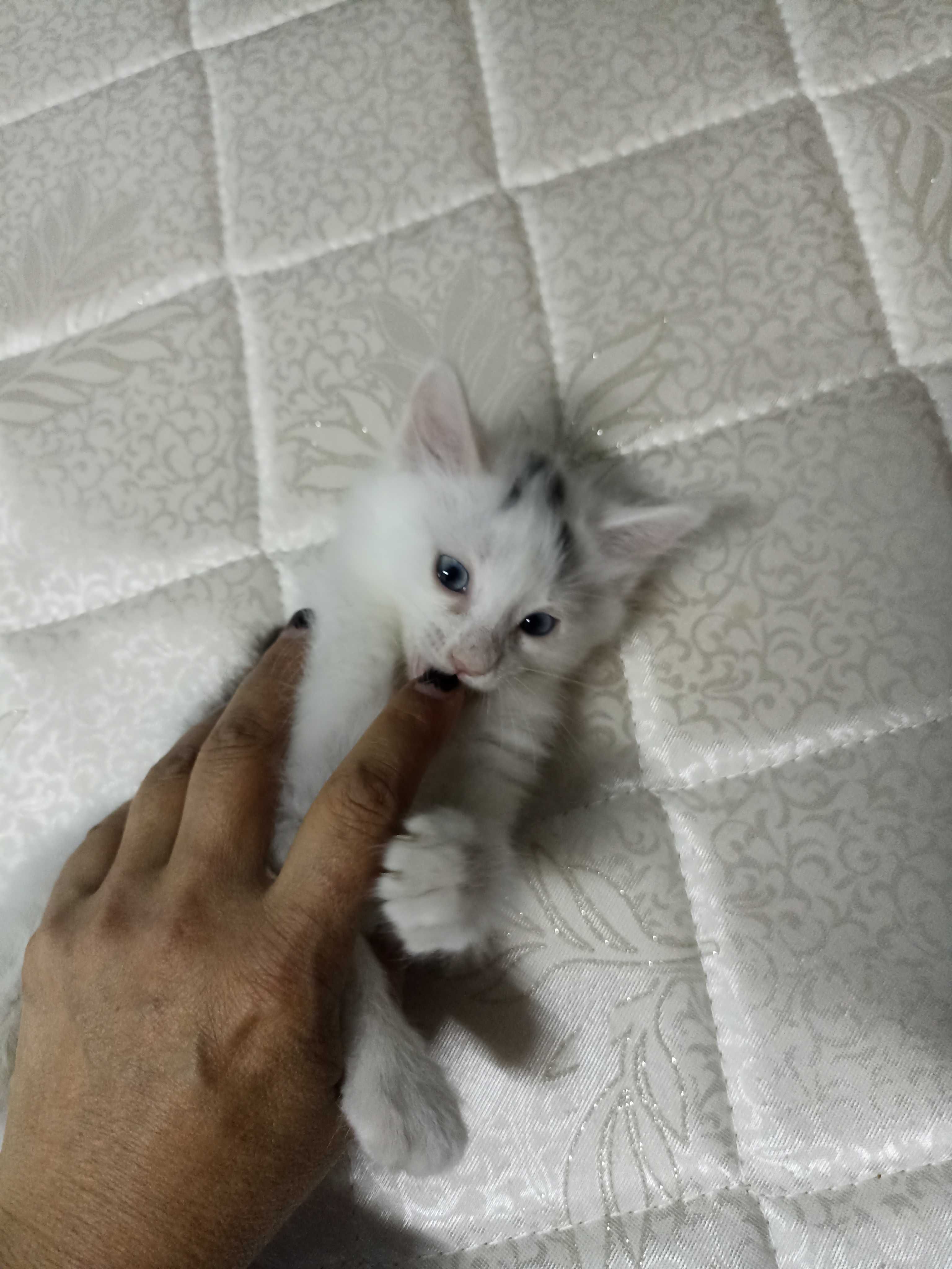 Отдам даром котенка
