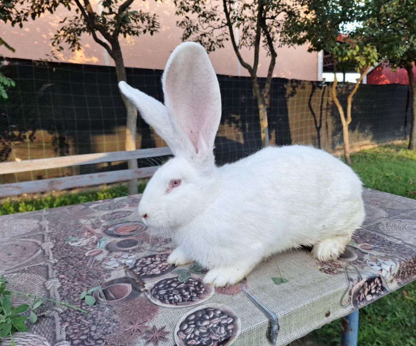 Vând iepuri urias german alb