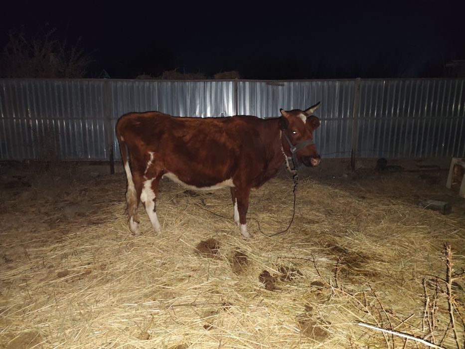 Сиыр сатылады 2 Туган 5 жасар