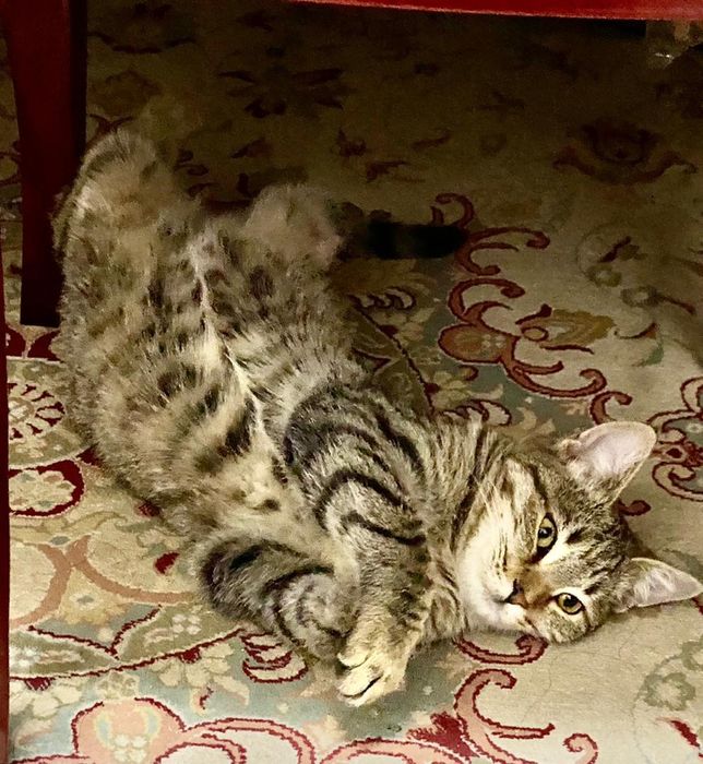 Отдам в добрые ответственные  руки.