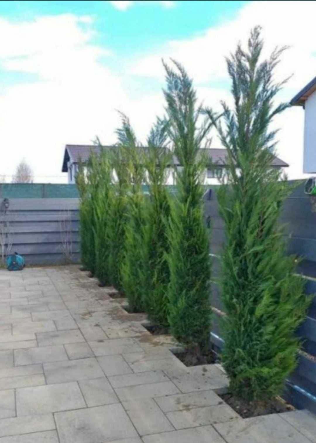 Leylandii 1-5m de primavara