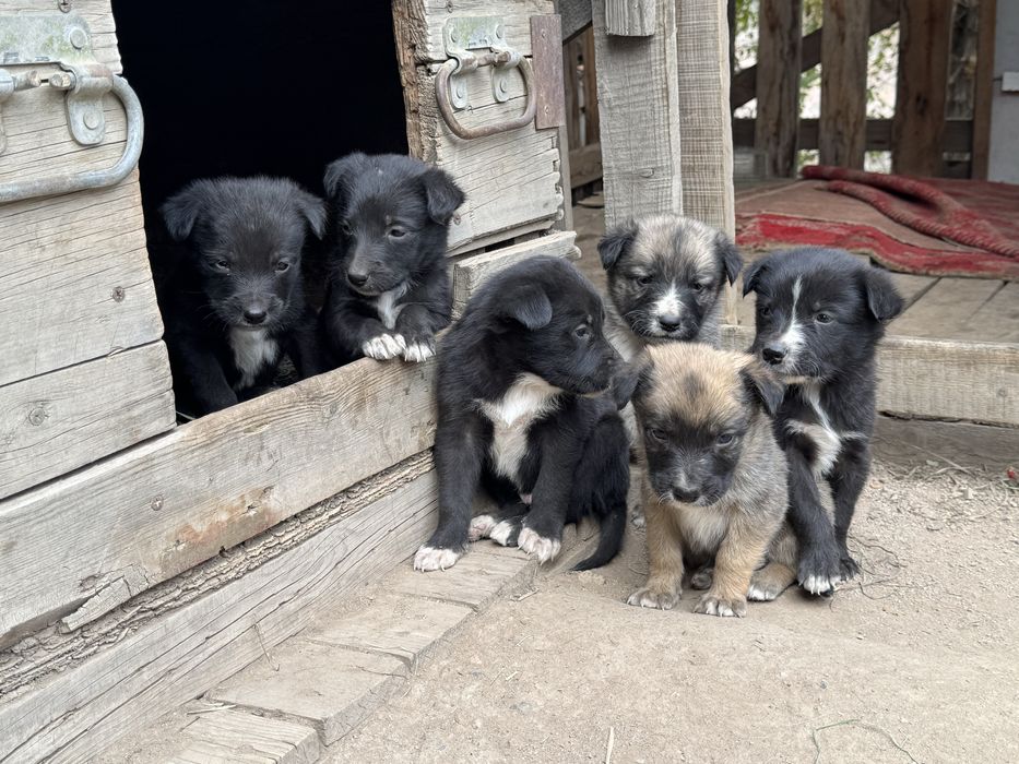 Отдам щенят в добрые руки