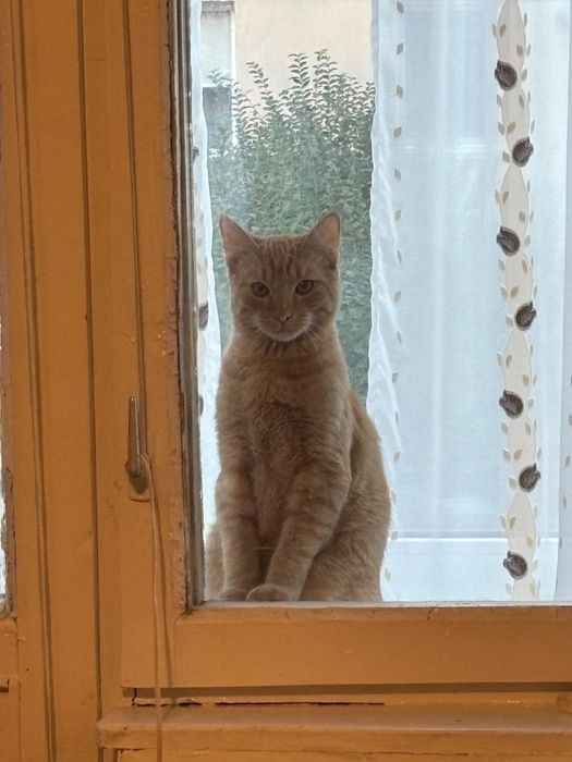 Donez motan portocaliu castrat