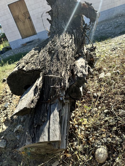 Отдам пенек дерева урюка с корнем