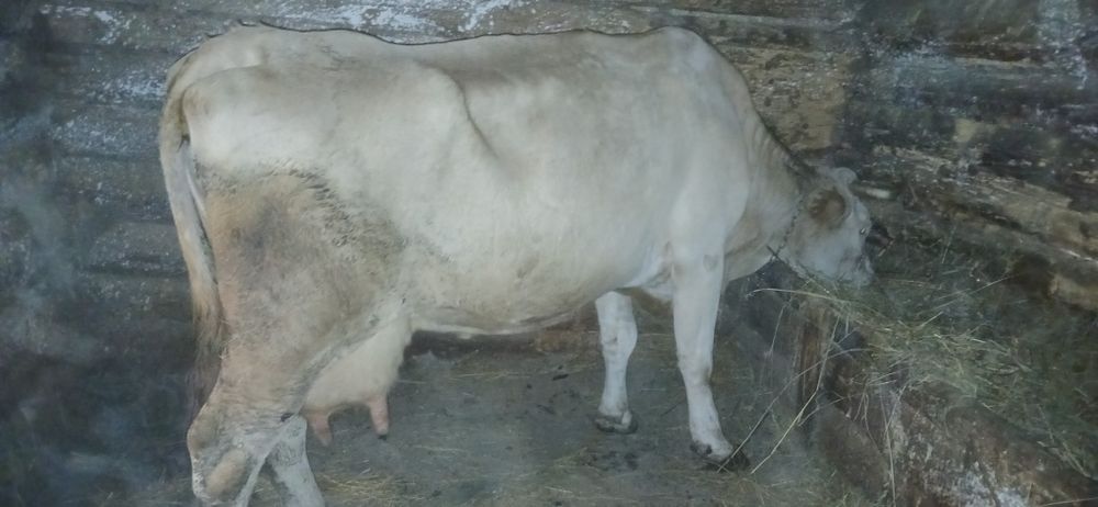 Vând vacă cu lapte