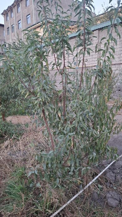 Миндаль двух летний