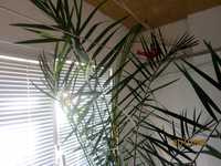 Финикова палма висока над 3 метра