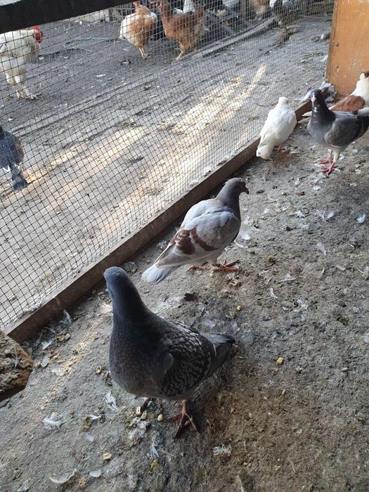 Vand porumbei voiajori si jucatori