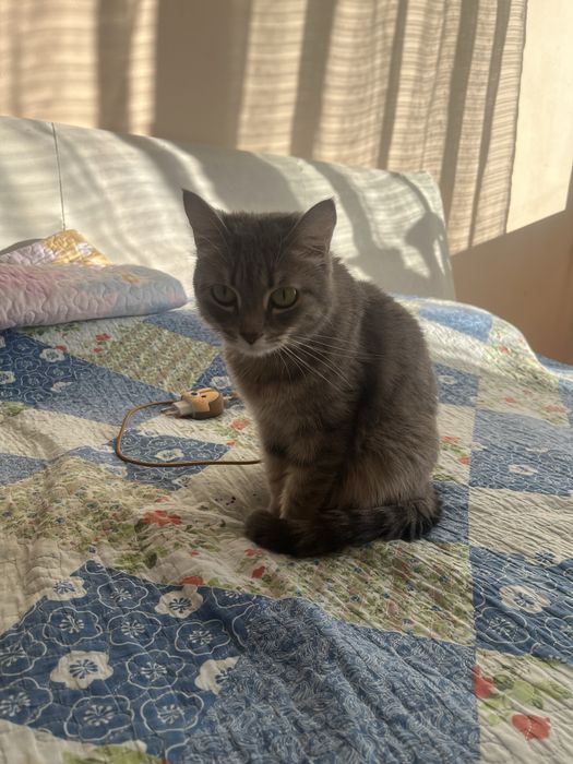 Отдам кошку в хорошие руки