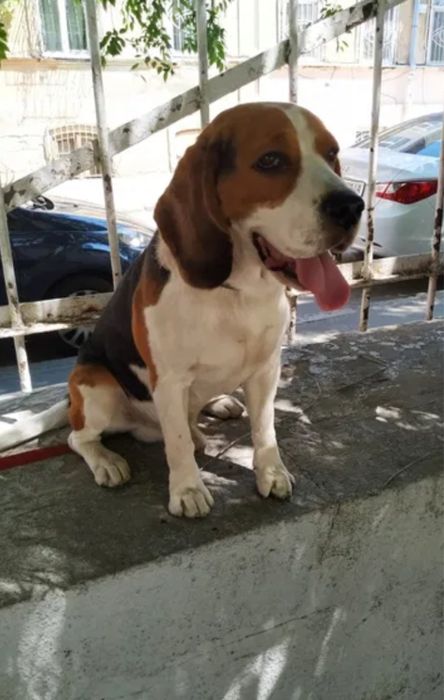 Красавчик     кобель