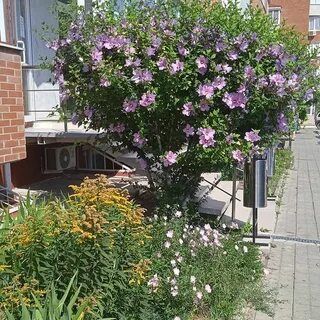 Цветущее дерево мальва. Молодые саженцы.