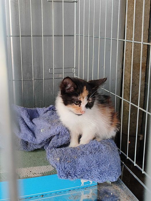 Дом за Пъструшка