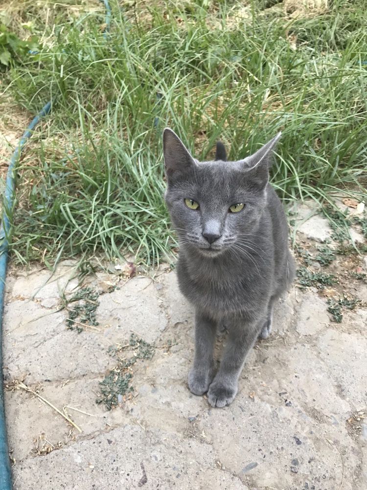 Русккая голубая кот
