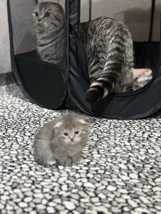Котенок Скотиш Фолд 1 месяц