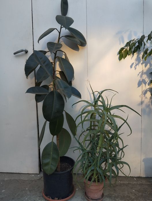 Стайни дългогодишни цветя