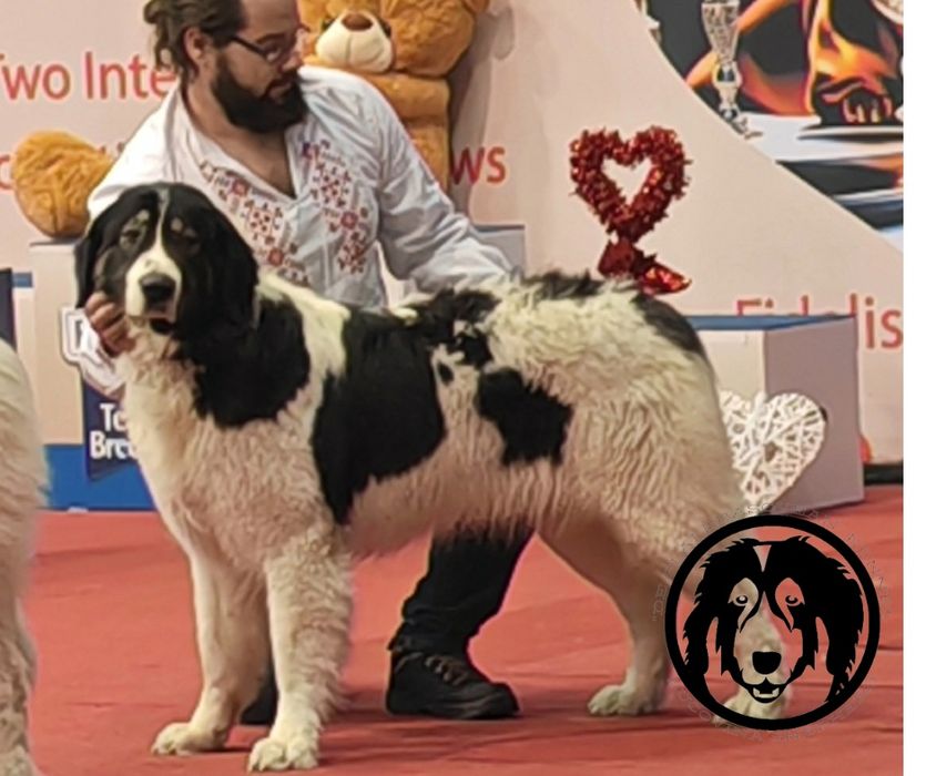 Ciobanesc Romanesc de Bucovina