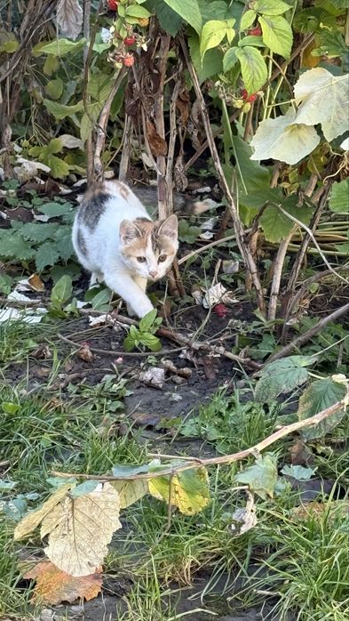 Pisici pentru adoptie